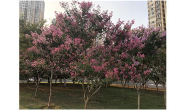 夏秋季節(jié)，錫城首次驚現(xiàn)紫薇花開(kāi)美景